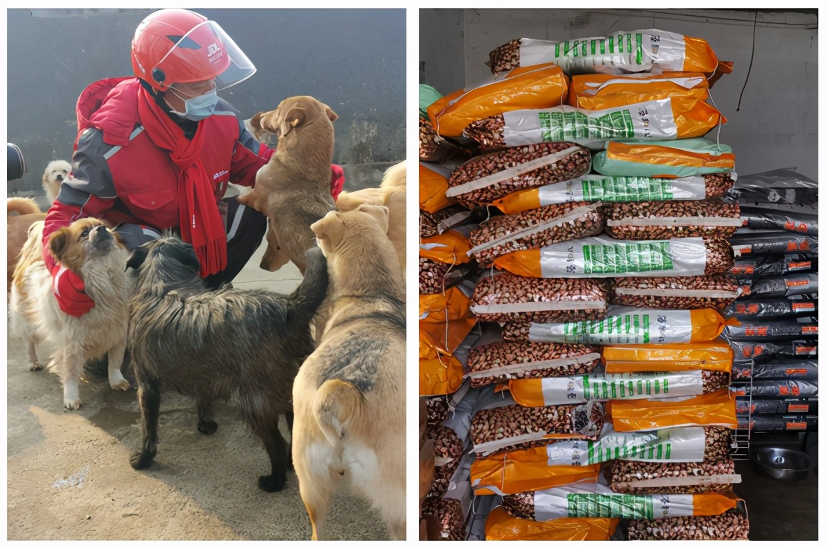 关爱流浪动物狗,关爱流浪动物活动