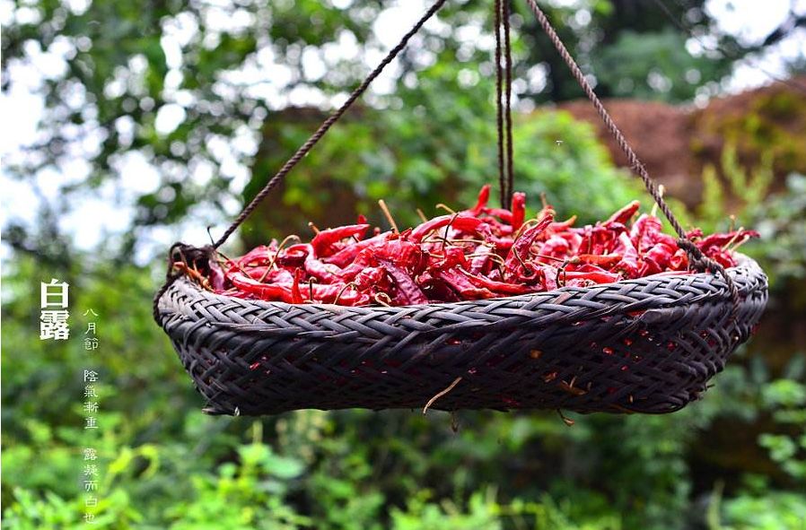 「诗词鉴赏」清风至，白露生，那些优美的白露诗词