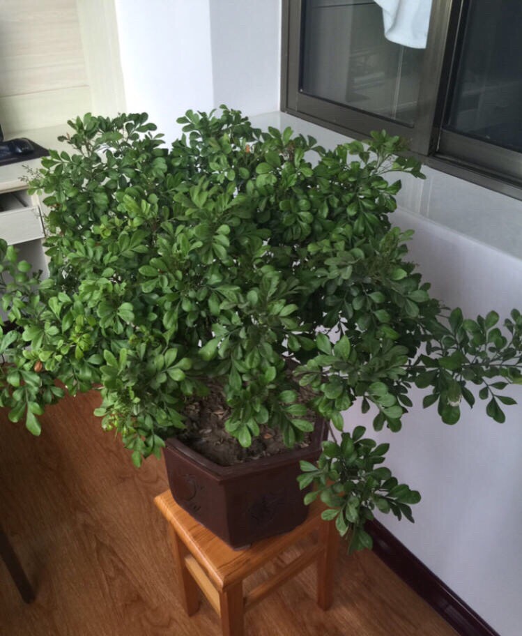 室内养米兰浇水的正确方法,冬季米兰怎么养才能更旺盛