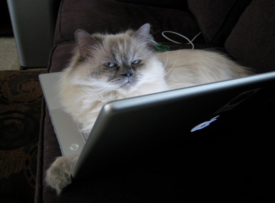 万万没想到猫咪是这样出现的,万万没想到猫