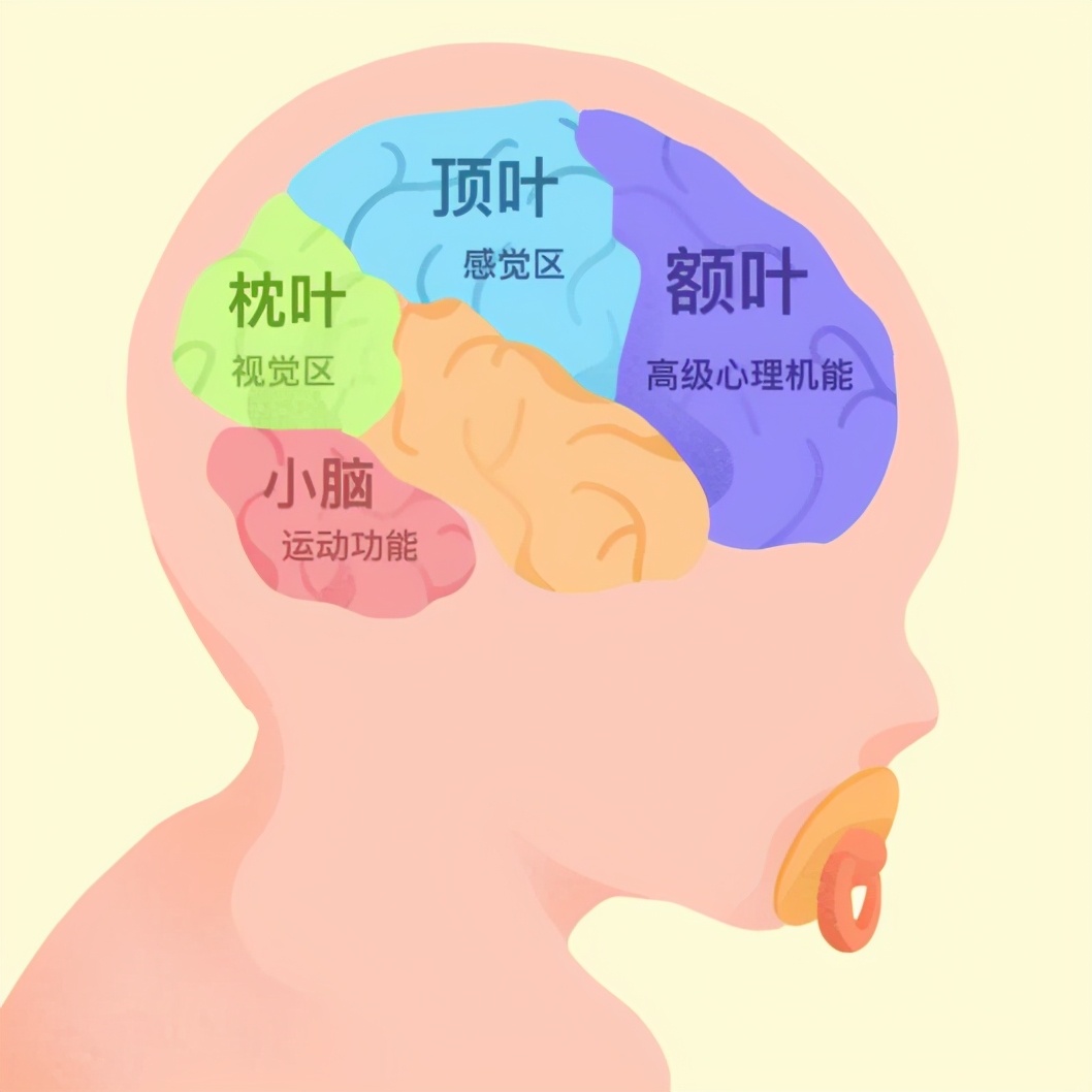 左撇子和右撇子大脑的区别,左撇子和右撇子大脑结构差别