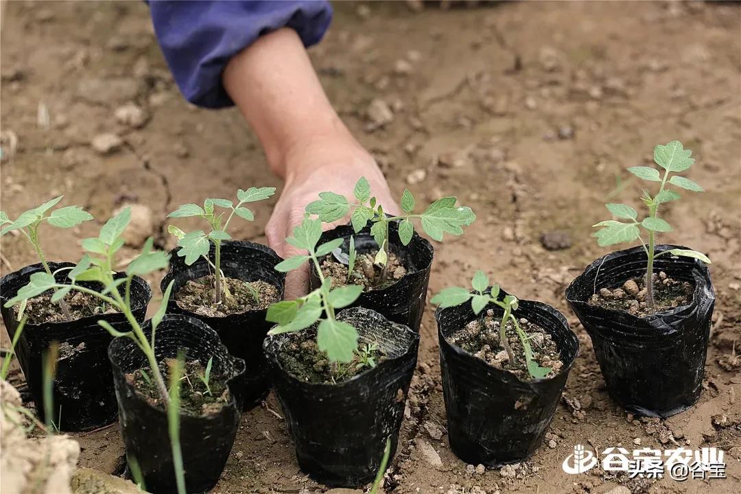 谷宝“六不用”——生态农业的初心与坚守