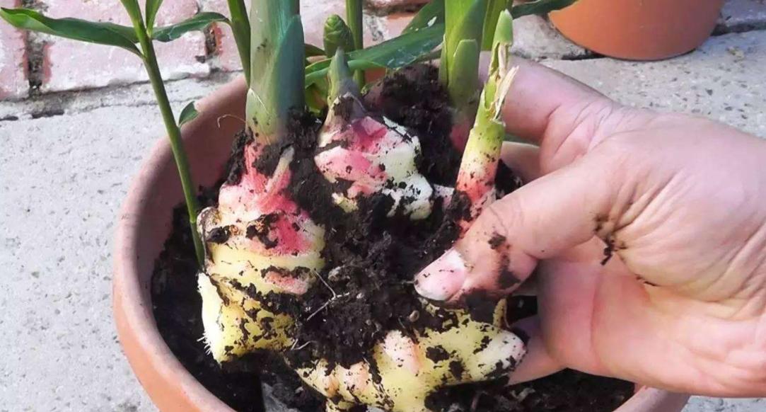 在家阳台种生姜对风水运气好不好,家庭阳台种生姜影响风水吗