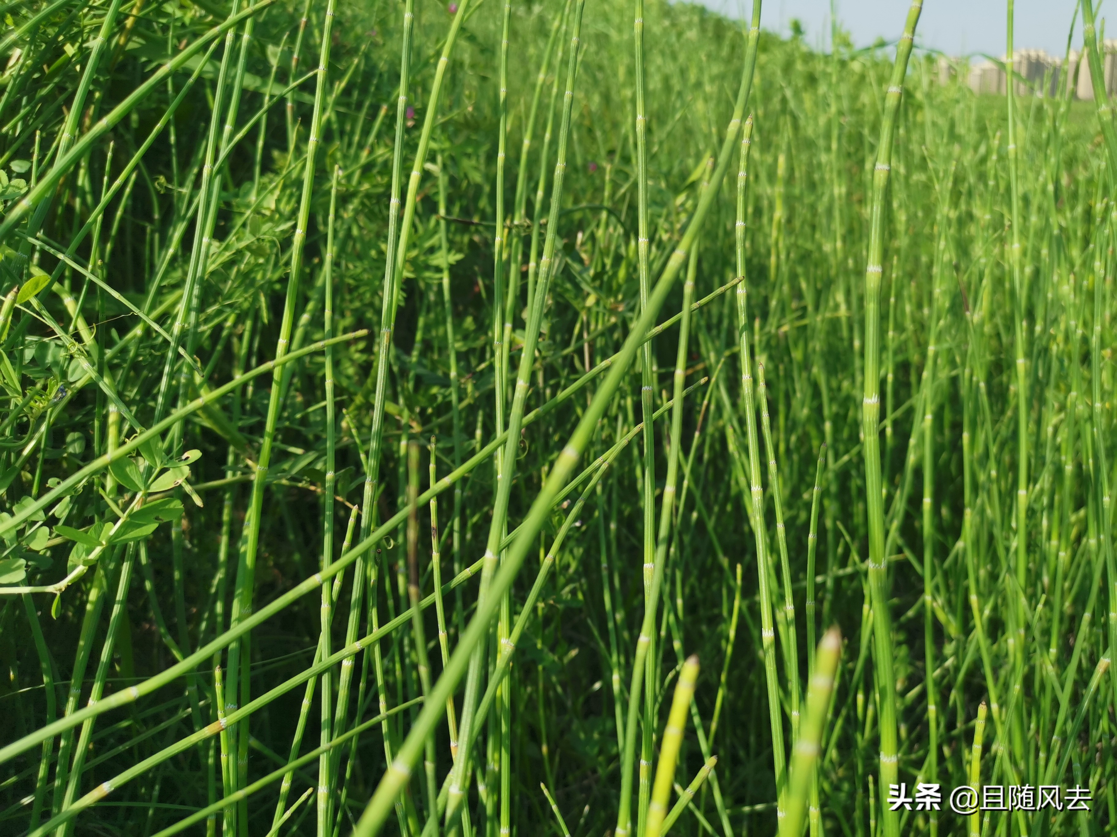 南方常见的野花野草,常见的野草野花有哪些