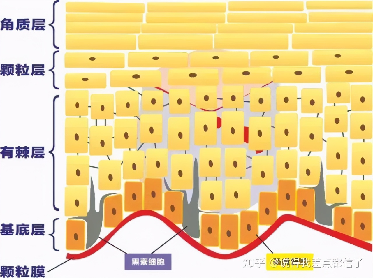 角质层薄脱皮怎么办用什么护肤,角质层薄晚间护肤流程有哪几步