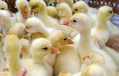 小鹅瘟┃小鹅瘟症状及其治疗方案