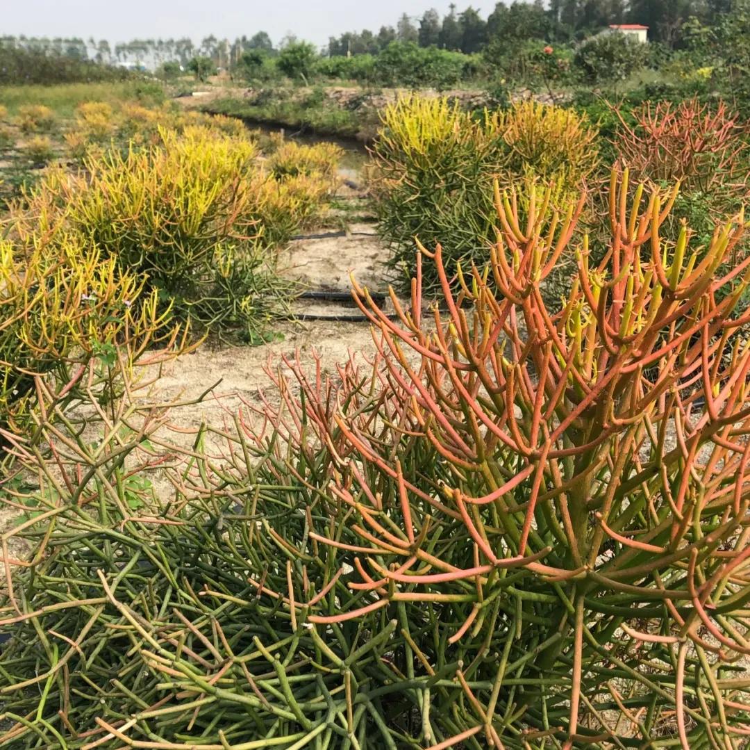 花园庭院设计花卉园艺,花园搭配的草类植物