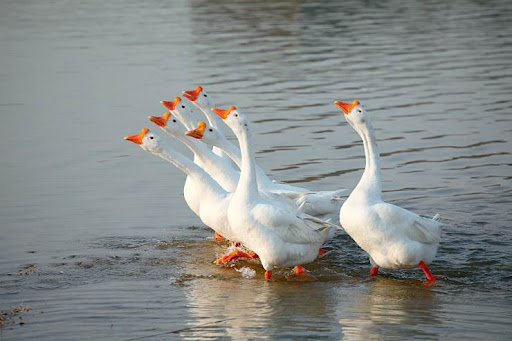 蛇到底怕雄黄是真的吗,为什么蛇害怕雄黄粉