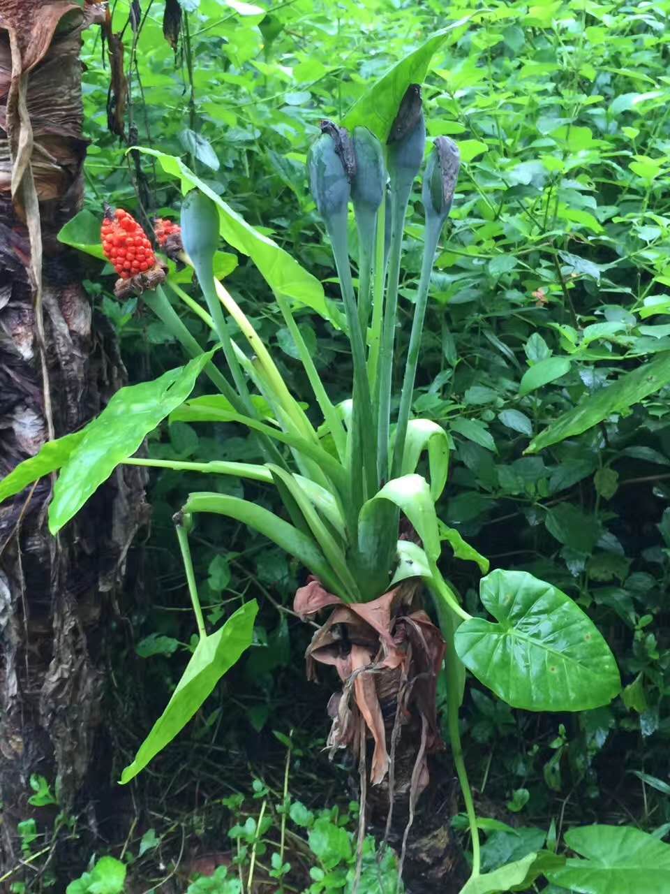 仁德汤汤沐五洲——怀念国医大师喻喜春先生
