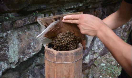 蜂蜜蜂农造假手段一览表,600多斤土蜂蜜滞销愁坏养蜂人