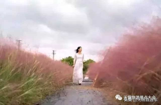 无锡哪里有看花海的景点,无锡秋季花海旅游景点