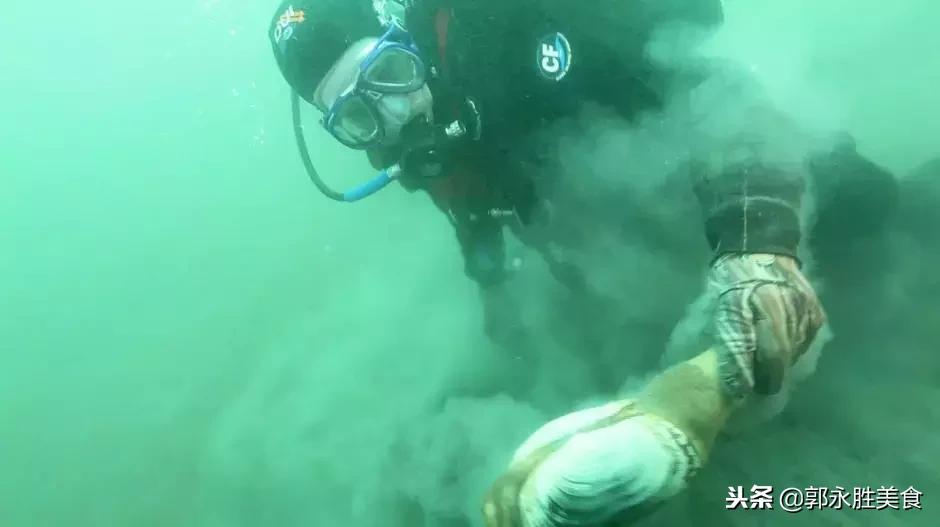 长相难以启齿的象拔蚌,当年餐桌上可是炙手可热!