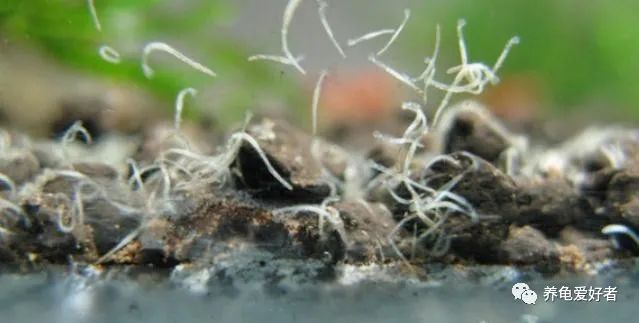 养龟水里长绿藻怎么去除,观赏龟有虫怎么办