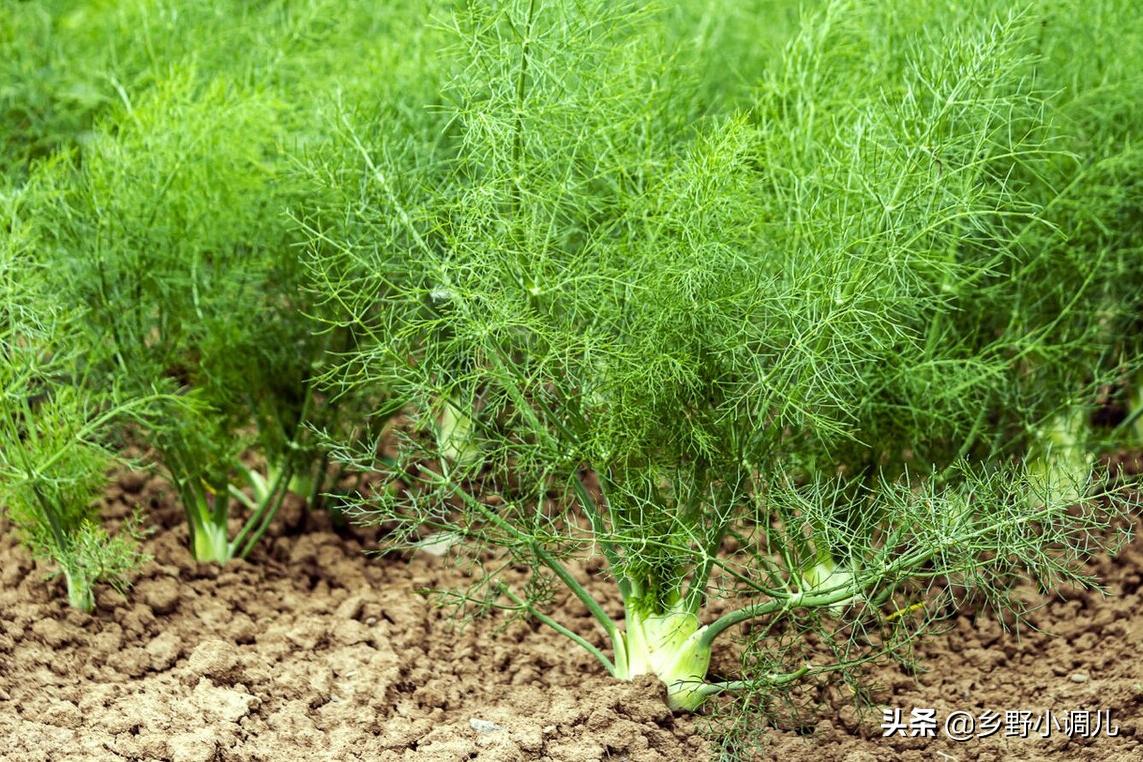 40岁的农民,靠种茴香或换纱窗,投资1万元日赚300元,咋做到的