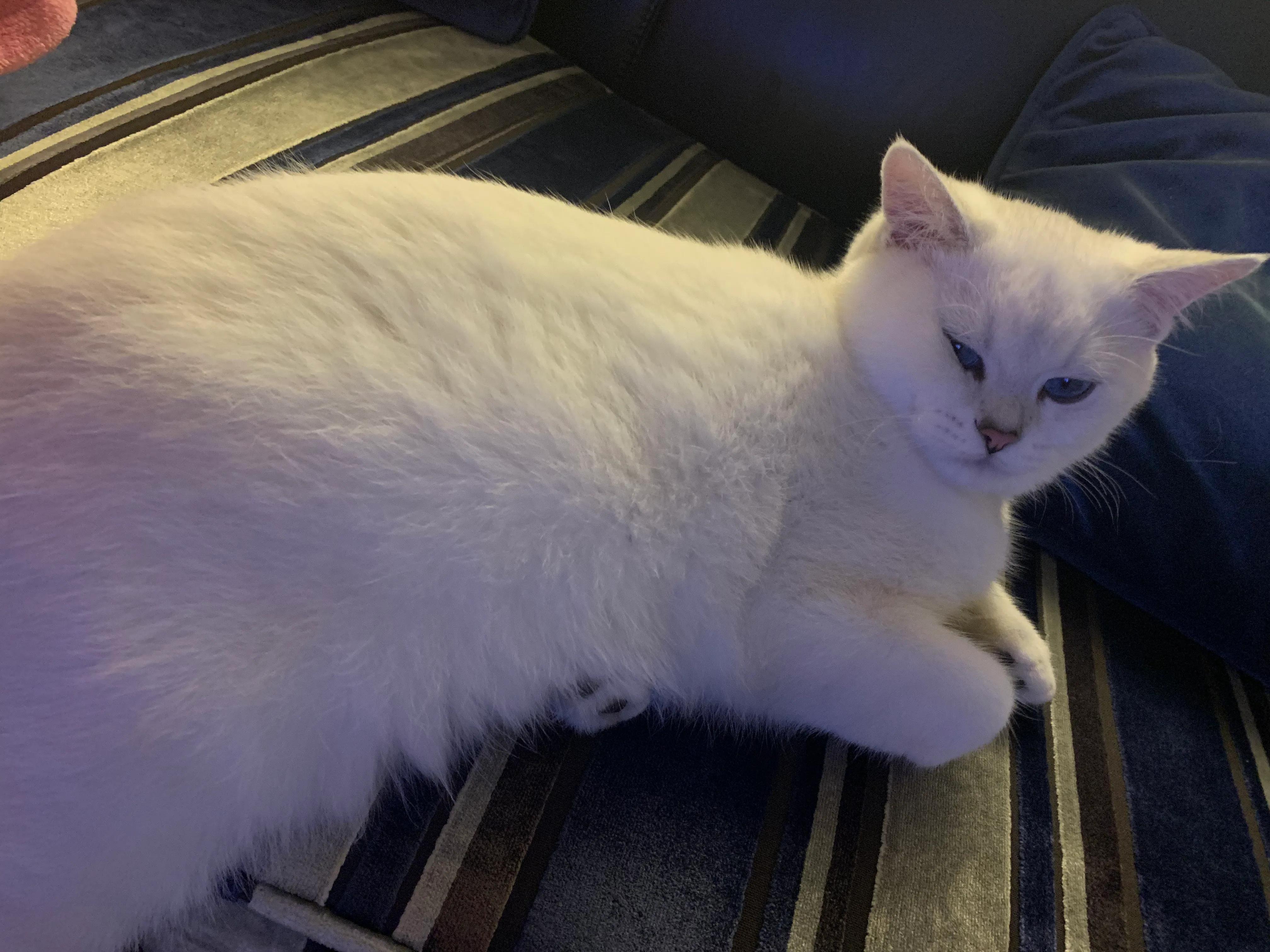 交易猫买号可信吗,在网上买猫靠谱吗