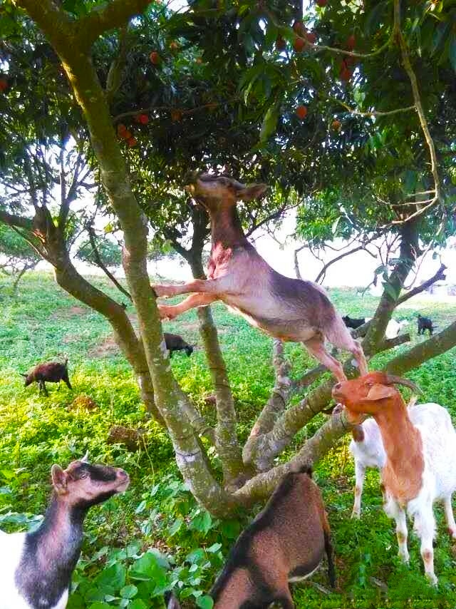 文蕴秀岭,馨怡乐园|廉江文秀岭农牧场散记