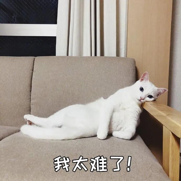 猫咪拉肚子吃蒙脱石散用量,猫咪绝育后拉肚子怎么回事