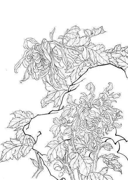 中国画菊花作品集锦,菊花花瓣白描的详细步骤