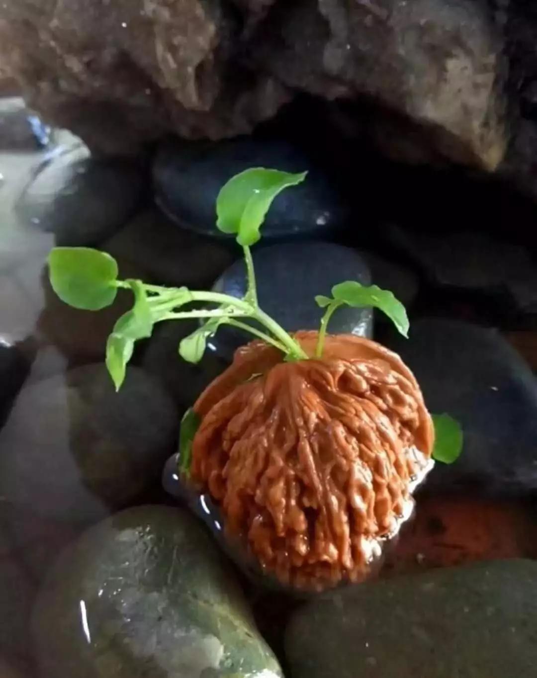 手串盘坏了别扔说不定价值上万,手串盘了两周之后用什么刷子好