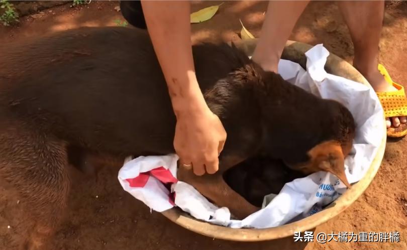 狗狗挖洞待产，分娩后遇到洞穴塌了，9只小狗先被救出