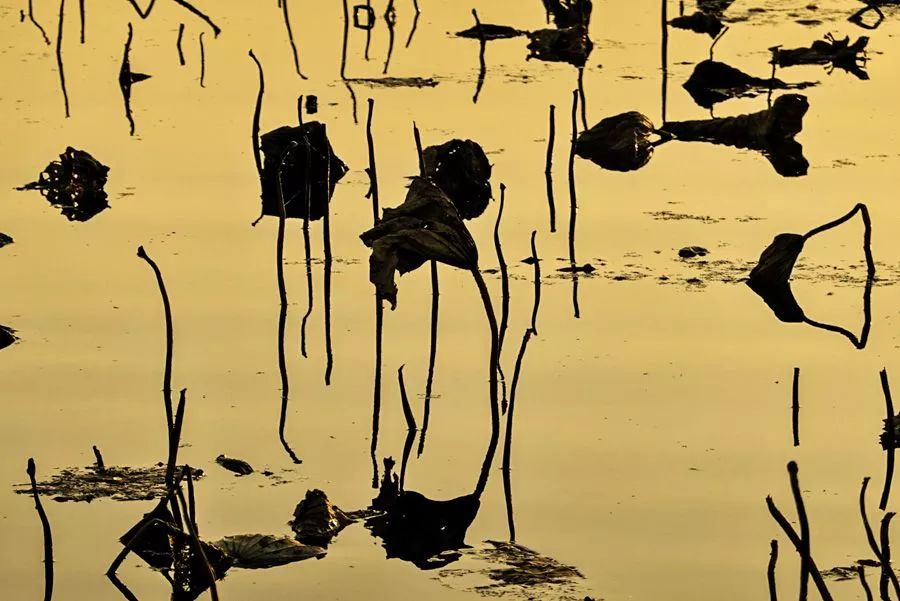 残荷七律诗100首,残荷与许日辉七律