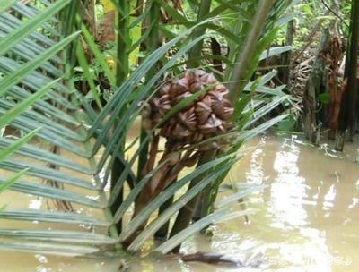 有几种特殊的水果你见过几个,这些精品水果你吃过几种