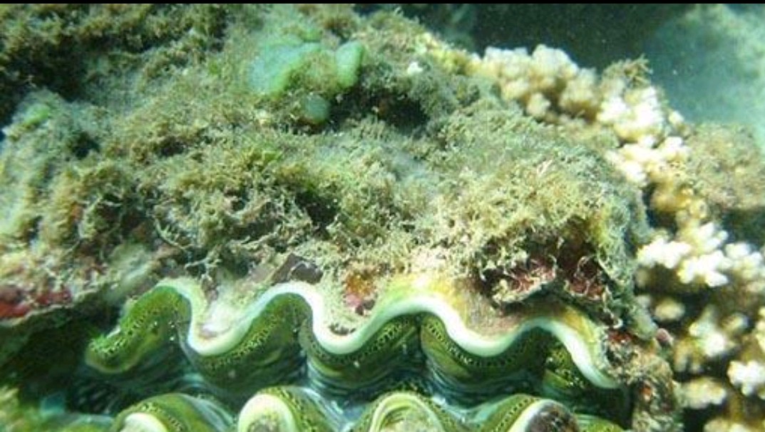 深海砗磲可以吃吗,极品深海砗磲佛珠