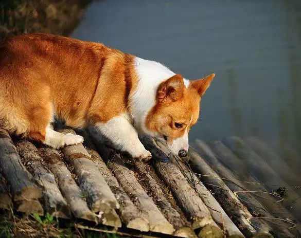 72种名犬分类介绍及图片,72种名犬及图片