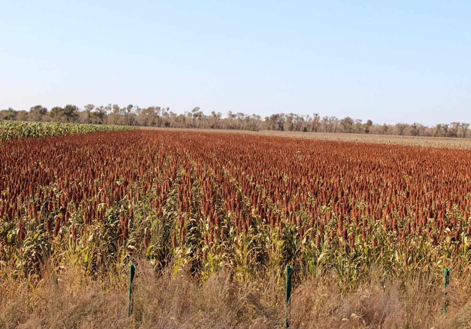 高粱的种植技术要点有哪些,春播高粱比夏播高粱高产吗