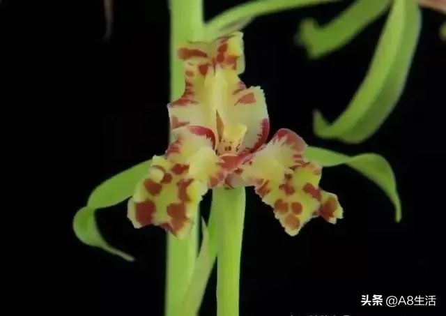 蕙兰兰花品种排名,蕙兰花精品品种