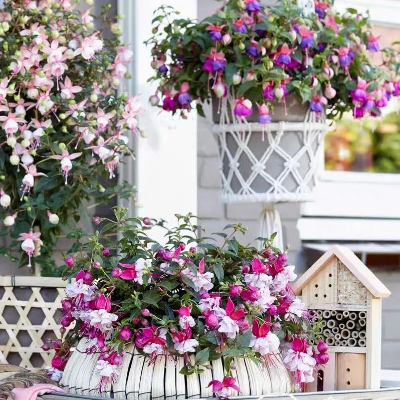 适合新手养的灯笼花,灯笼花用什么花盆栽最好