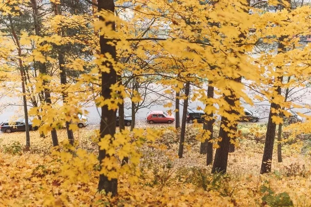 说这是LV最便宜的国家，法国没意见，与国内差价能买一部iphone