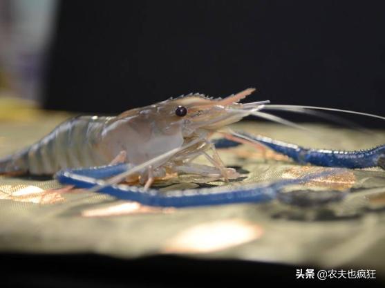 单只重量10kg,单只虾1.5斤