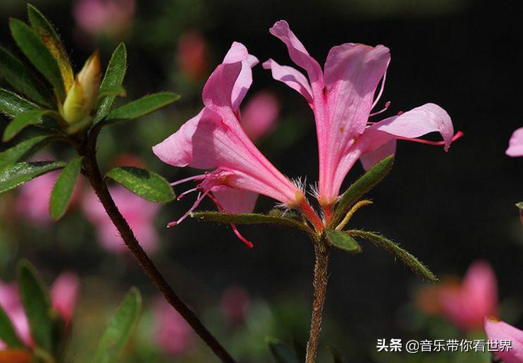 中国各城市市花图片简介,各个城市的市花有哪些