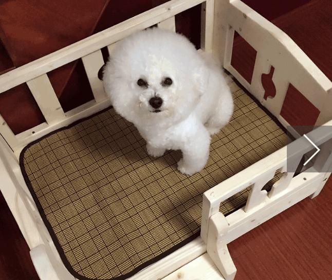 经验总结饲养比熊犬要提防这几点,如何正确饲养比熊犬5大注意事项