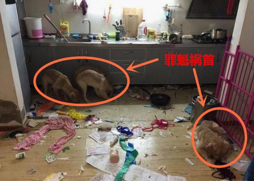 家里养7只金毛,家里养了10年的狗狗卖掉了