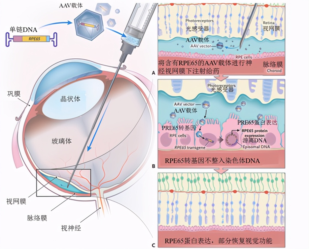 金斯瑞生物科技2020年年度报告,金斯瑞生物科技第一个里程碑