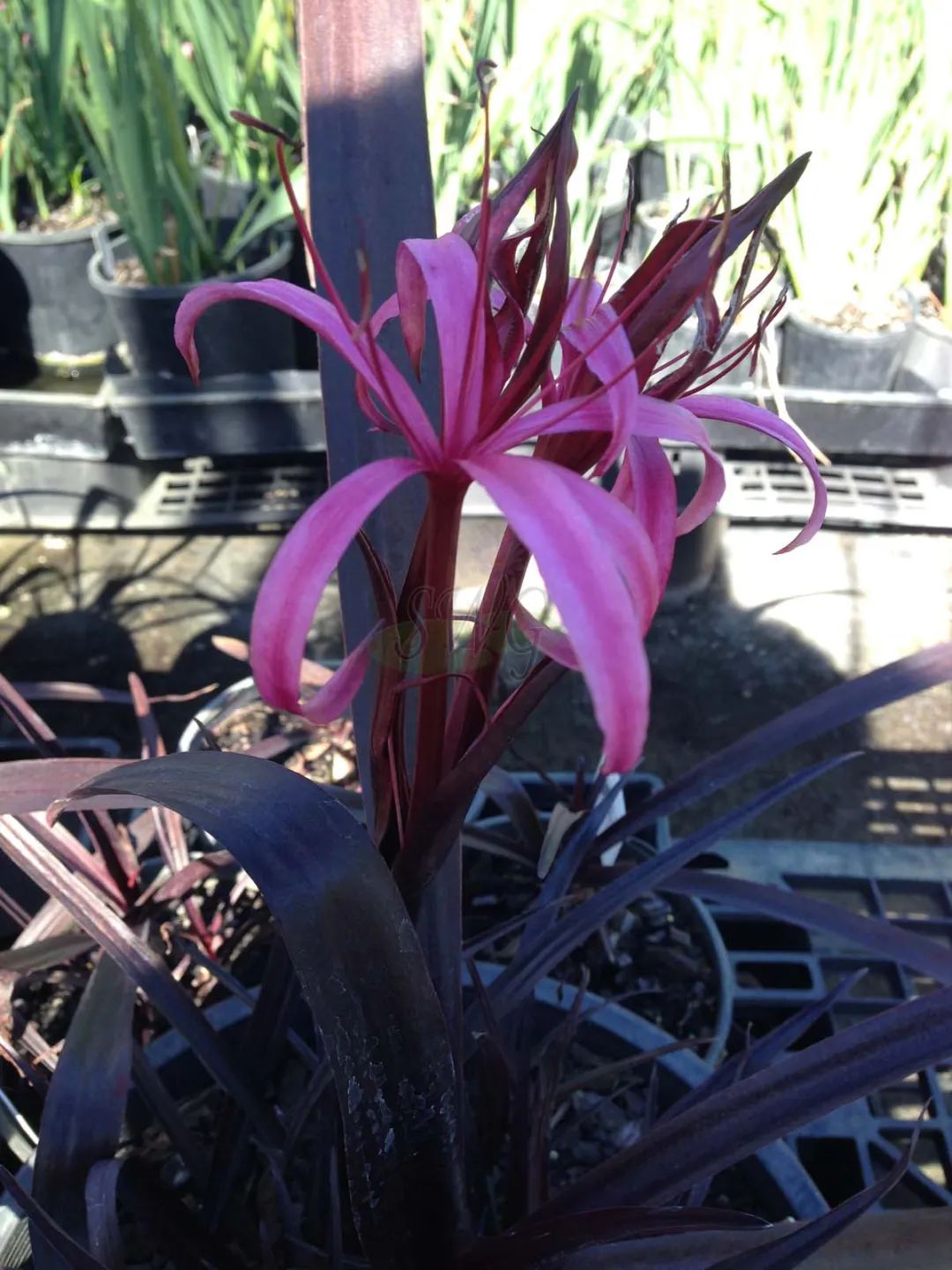 为什么那么多人喜欢黑色玫瑰,为什么有人喜欢黑玫瑰