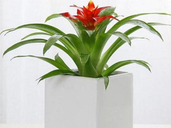 鸿运当头怎么种植才能高产,鸿运当头种子怎么种