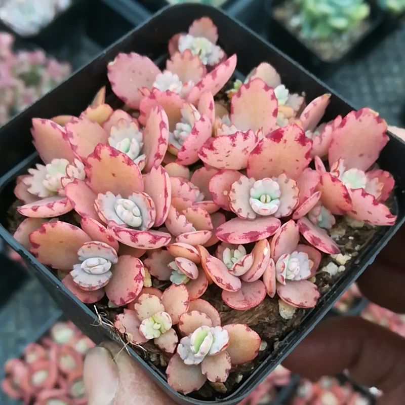 养了很多花只有绿萝最好养,绿萝养死还能养什么花