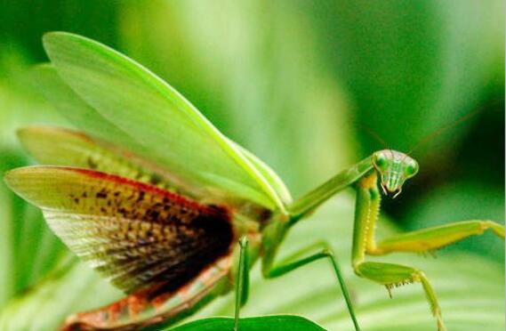 母螳螂会吃掉公螳螂吗,螳螂繁殖后母螳螂会吃掉公螳螂