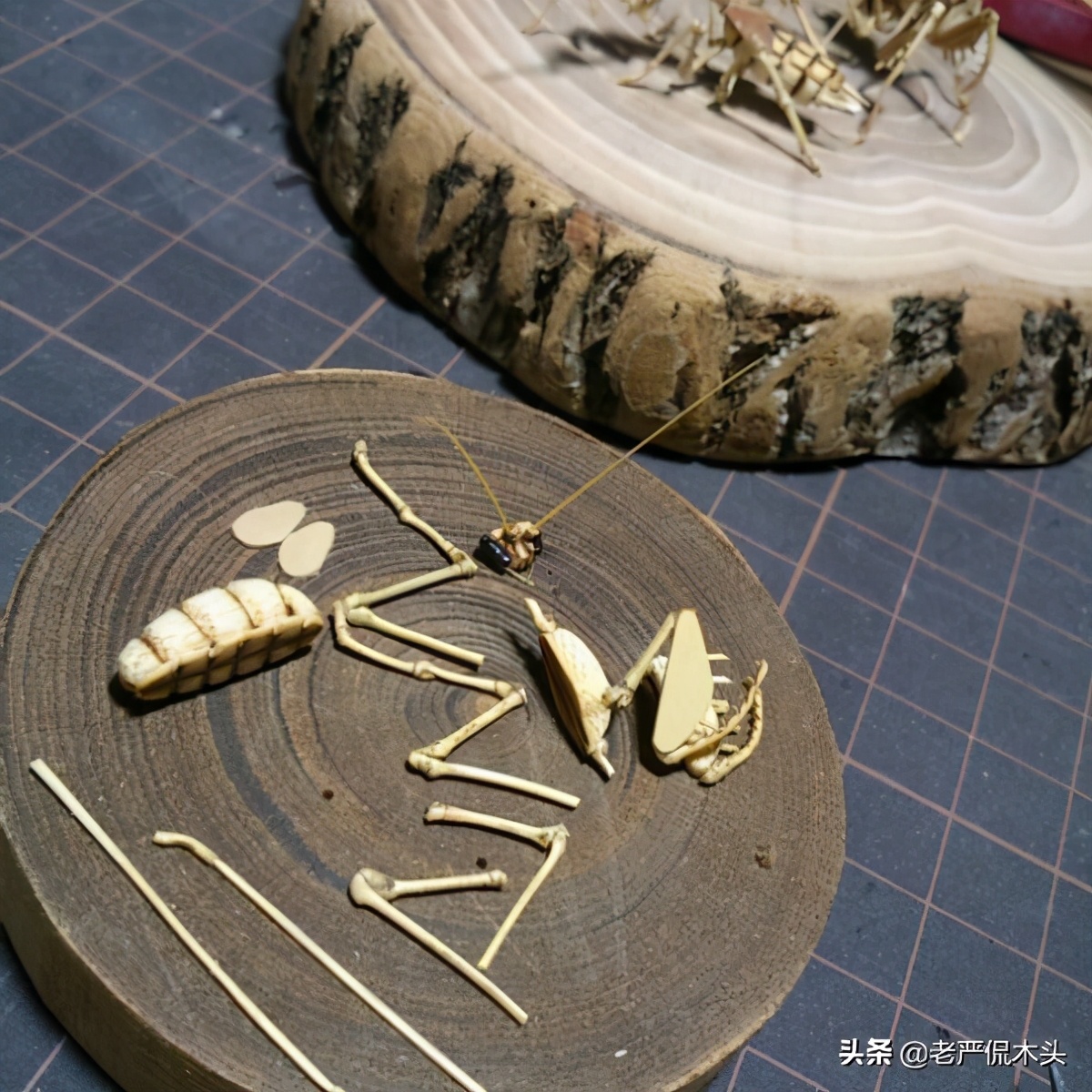 昆虫标本树脂竹节虫,昆虫标本制作竹节虫