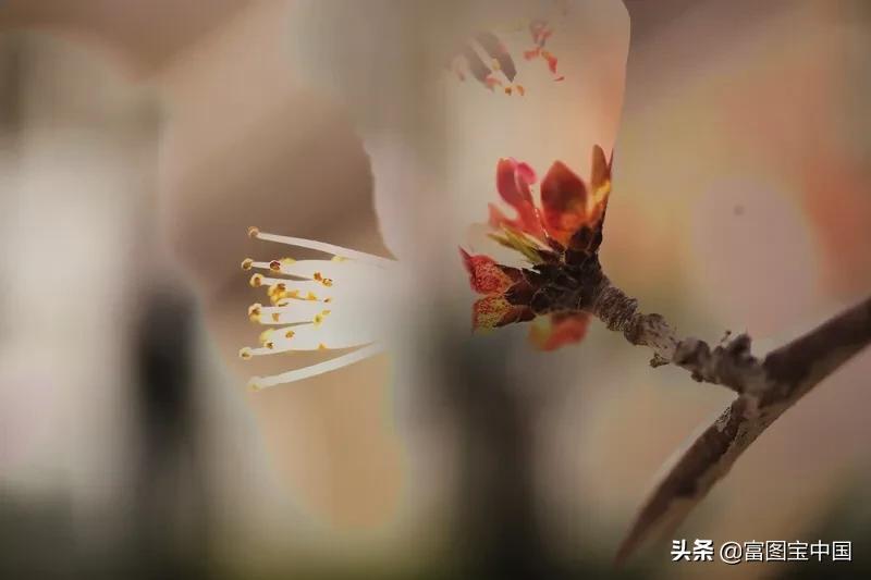 桃花怎么拍才好看,桃花怎么拍摄才能出新意