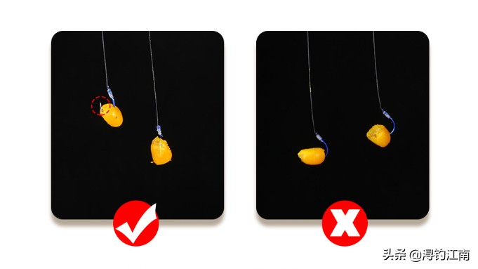 冬季钓大鱼用玉米可以吗,冬季钓大鱼用玉米好吗