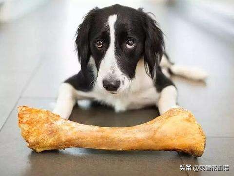 没经验养宠物,没经验可以养狗吗