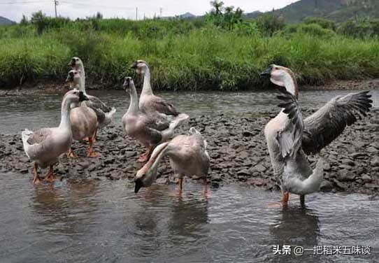 养鸡怎么预防老鹰捉小鸡,养鸡怎样预防老鹰捉小鸡