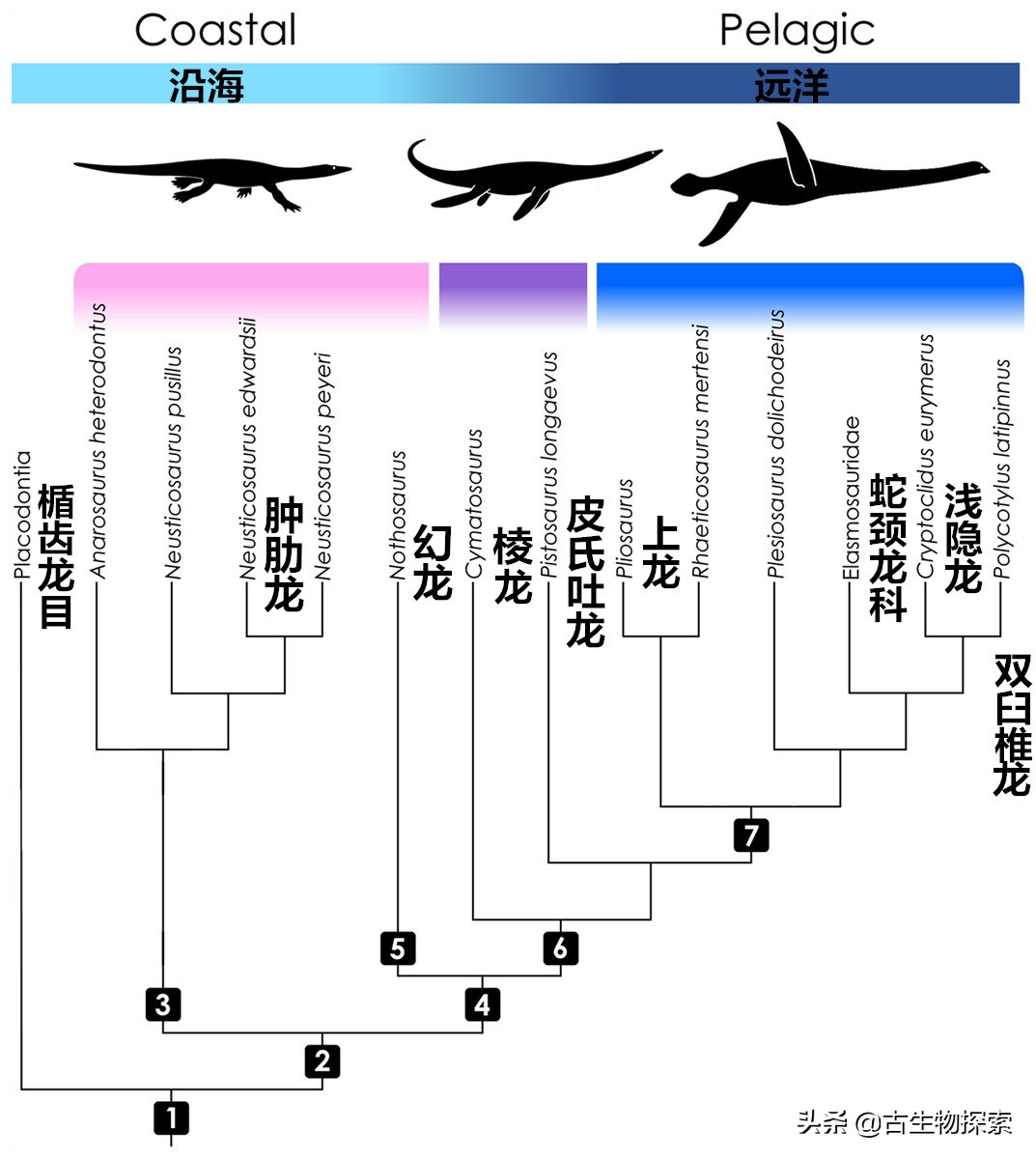 蛇颈龙为什么存在那么久,蛇颈龙为什么会进化