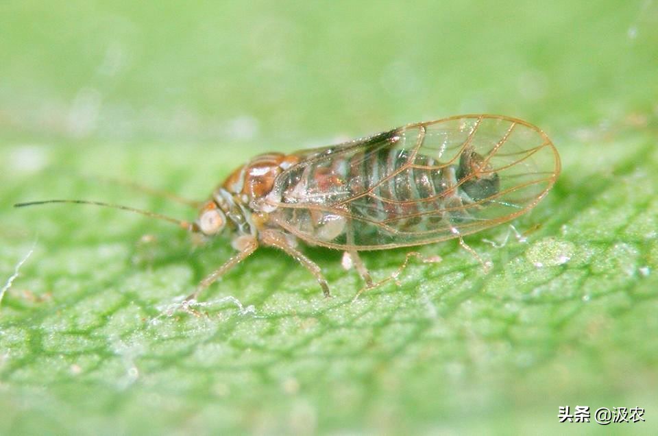 黄龙病对柑橘果园的危害,柑橘黄龙病根治方法