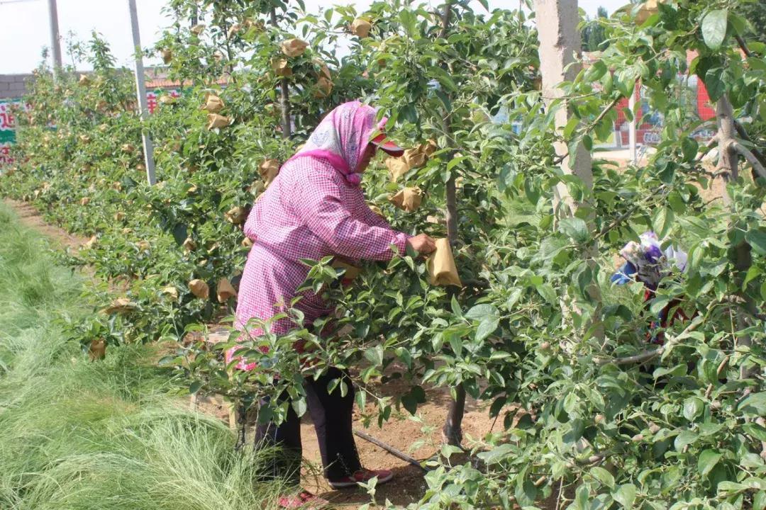 苹果套袋有讲究，进来看看不吃亏