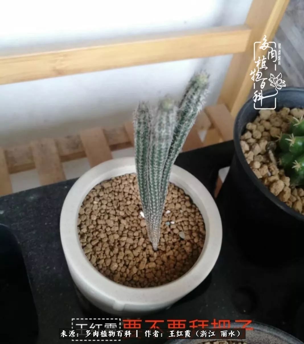 仙人球露养条件,仙人球的露养方法